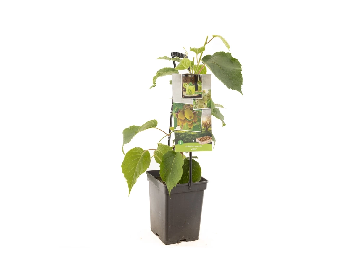 Actinidia ch. Jenny - draagbeugel.jpg