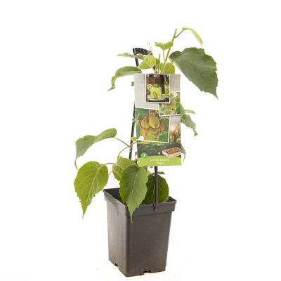 Actinidia ch. Jenny - draagbeugel.jpg