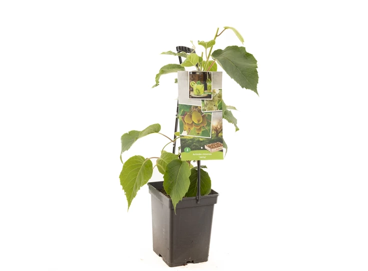 Actinidia ch. Jenny - draagbeugel.jpg