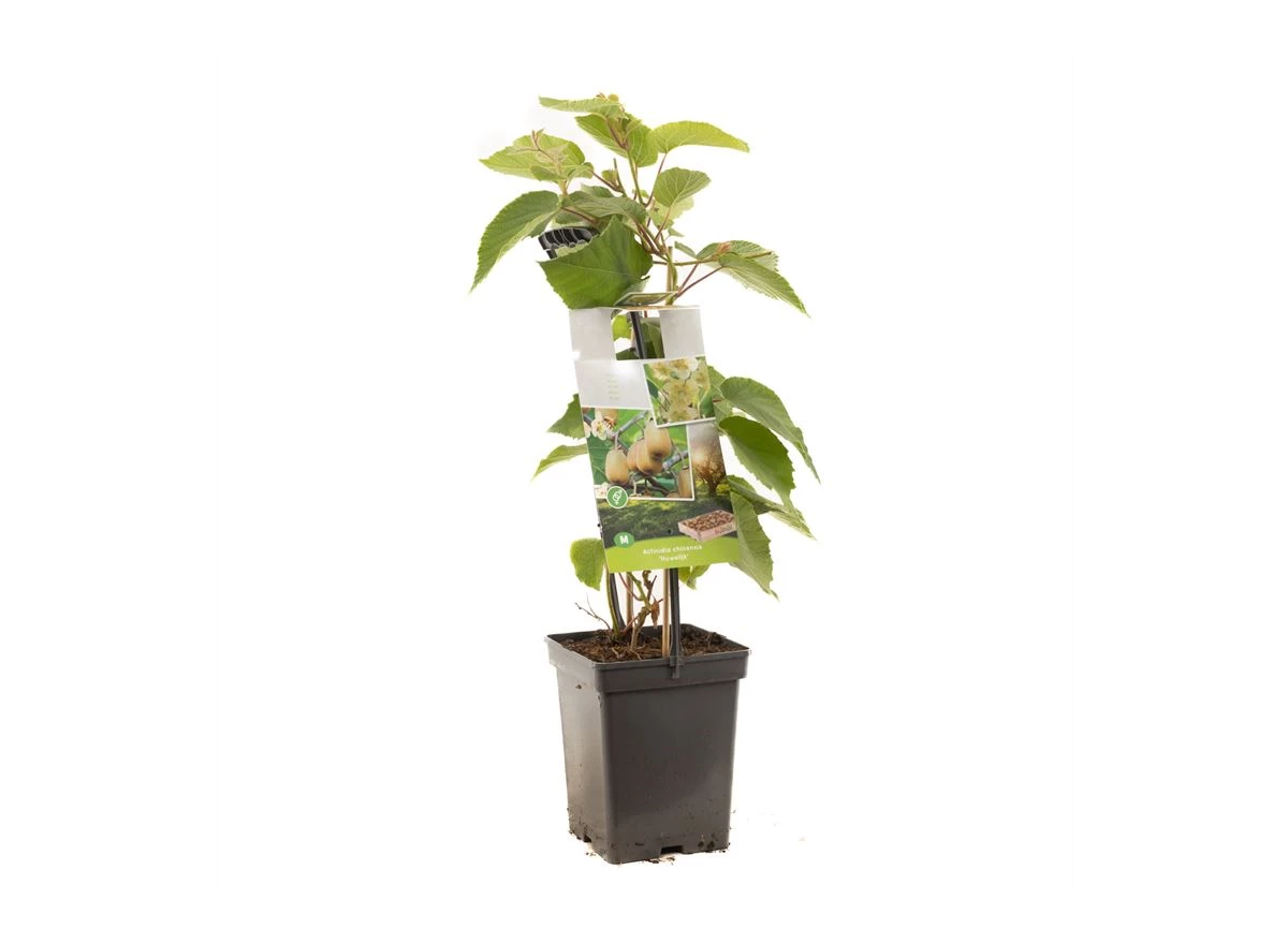 Actinidia ch. 'Huwelijk' - draagbeu.jpg