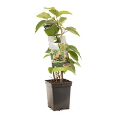 Actinidia ch. 'Huwelijk' - draagbeu.jpg