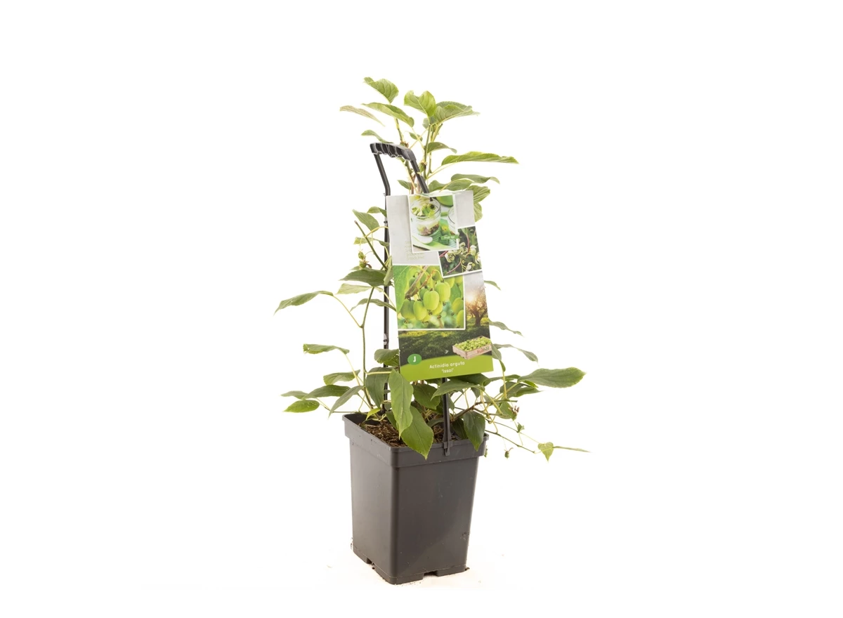 Actinidia arguta Issai - draagbeuge.jpg