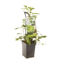 Actinidia arguta Issai - draagbeuge.jpg