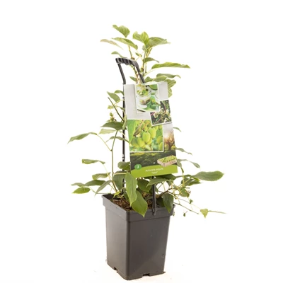 Actinidia arguta Issai - draagbeuge.jpg