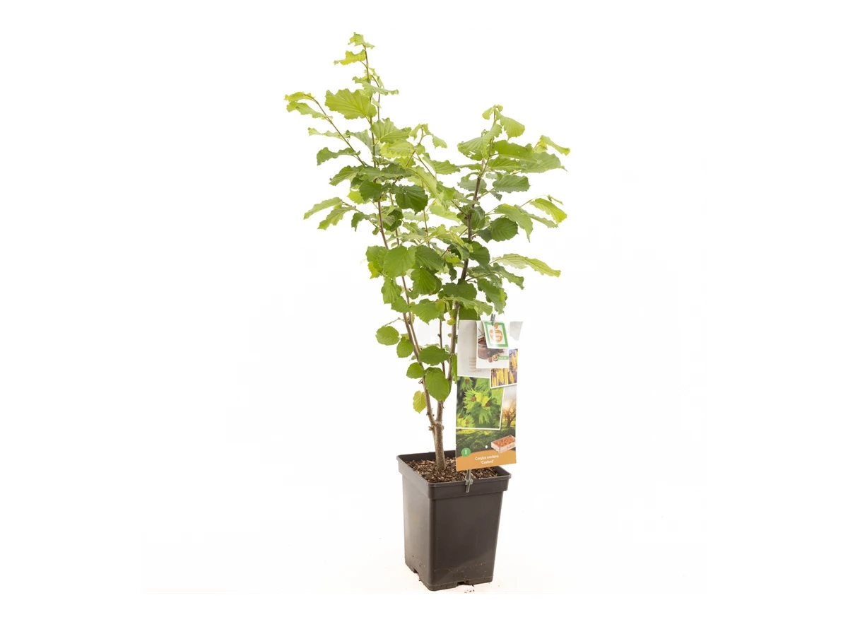 Corylus avellana Cosford.jpg