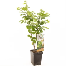 Corylus avellana Cosford.jpg