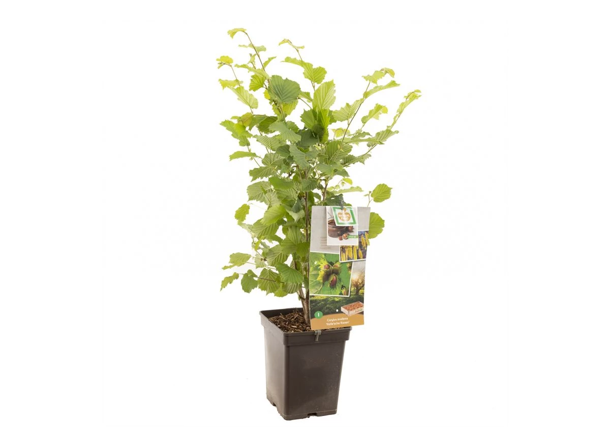 Corylus avellana Halle'sche Riesen.jpg