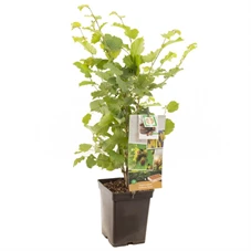 Corylus avellana Halle'sche Riesen.jpg