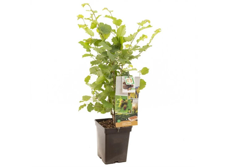 Corylus avellana Halle'sche Riesen.jpg