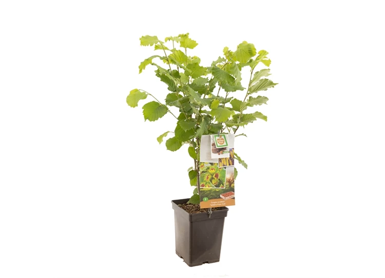 Corylus avellana Webb's Prize Cob.jpg