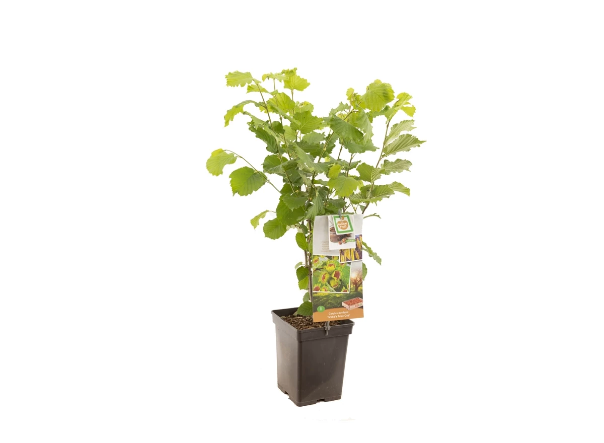 Corylus avellana Webb's Prize Cob.jpg