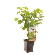 Corylus avellana Webb's Prize Cob.jpg