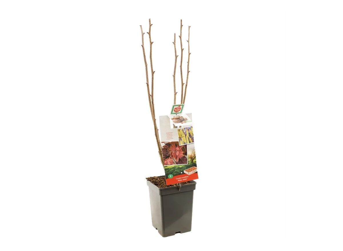 Corylus avellana Roter Zeller.jpg