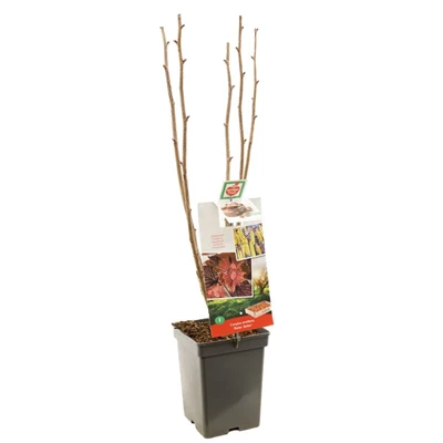 Corylus avellana Roter Zeller.jpg