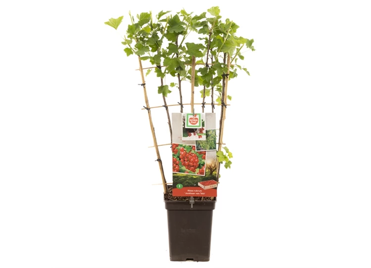 Ribes rubrum Jonkh. v Tets leivorm.jpg