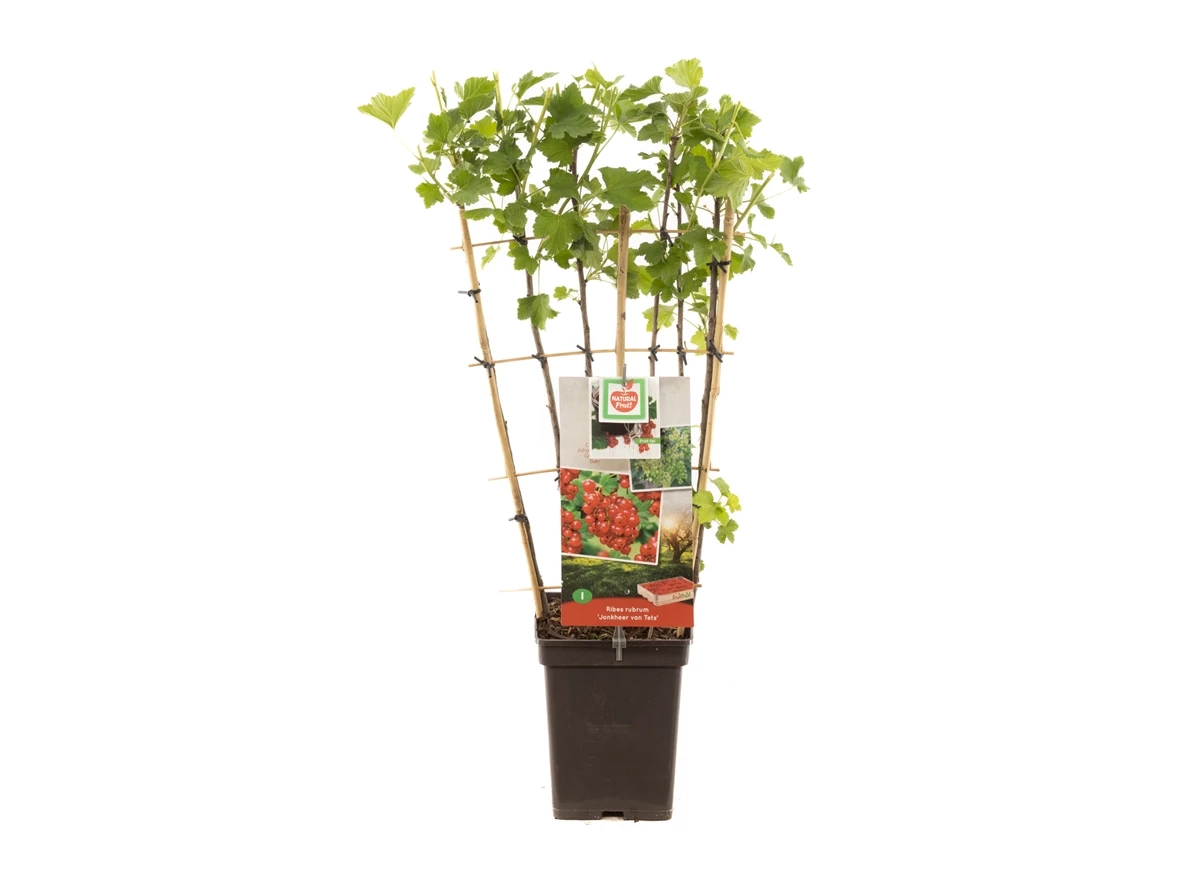 Ribes rubrum Jonkh. v Tets leivorm.jpg