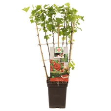 Ribes rubrum Jonkh. v Tets leivorm.jpg