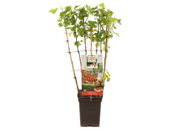 Ribes rubrum Jonkh. v Tets leivorm.jpg