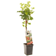 Ribes rubrum Jonkheer van Tets stam.jpg