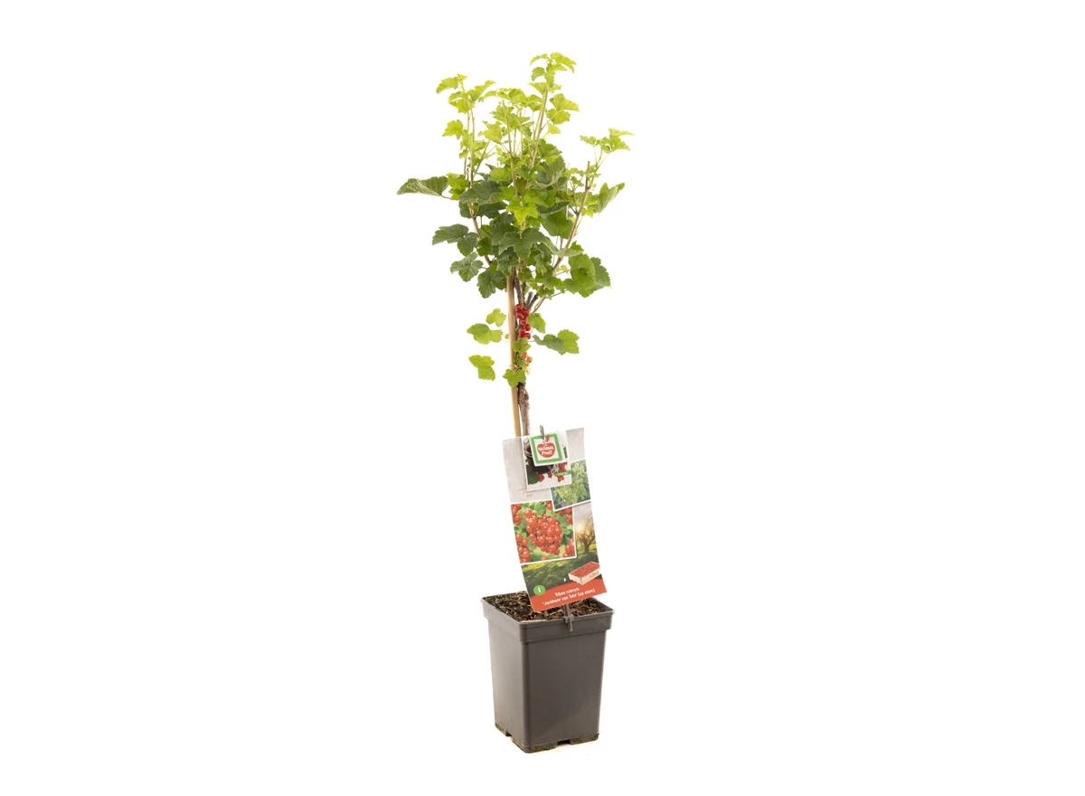 Ribes rubrum Jonkheer van Tets stam.jpg