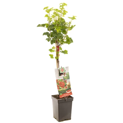Ribes rubrum Jonkheer van Tets stam.jpg