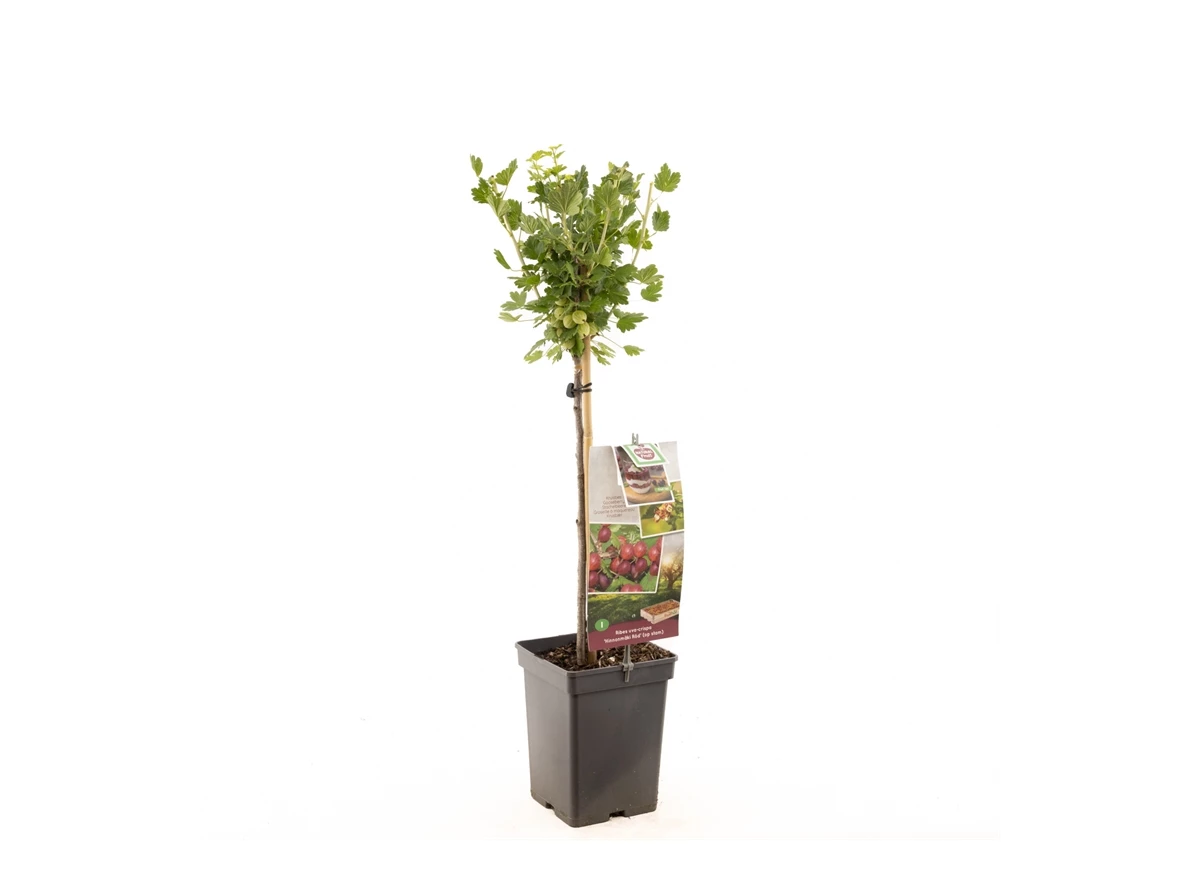 Ribes uva-cr. Hinnonmäki Röd stam.jpg