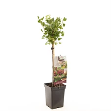 Ribes uva-cr. Hinnonmäki Röd stam.jpg