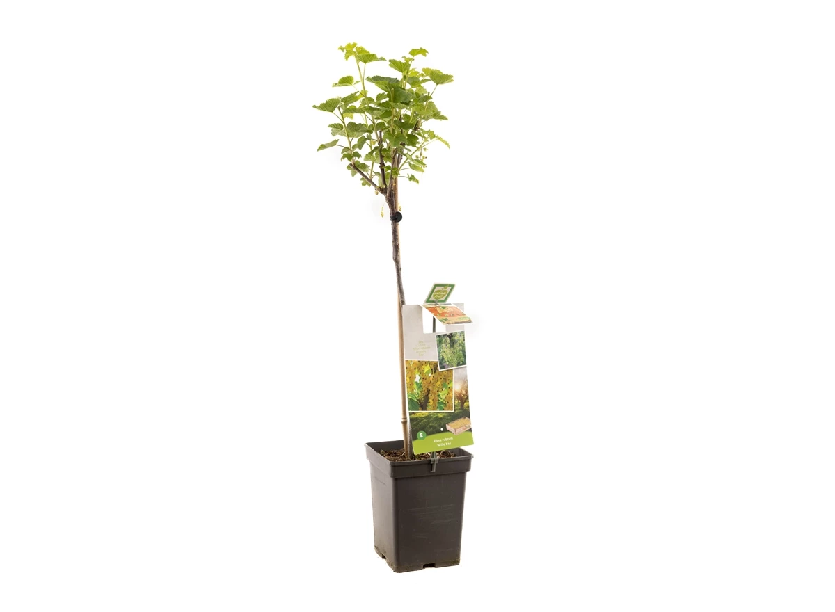Ribes rubrum Witte bes op stam.jpg
