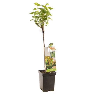 Ribes rubrum Witte bes op stam.jpg