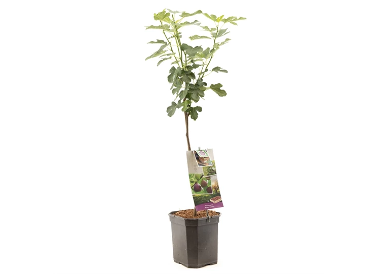 Ficus car. Brown Turkey op stam 70.jpg