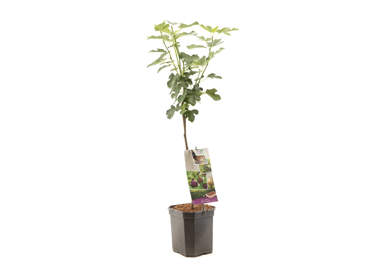 Ficus car. Brown Turkey op stam 70.jpg