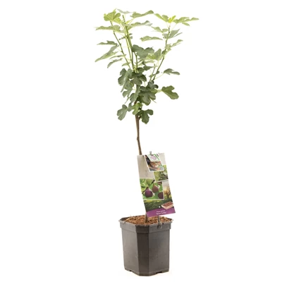 Ficus car. Brown Turkey op stam 70.jpg