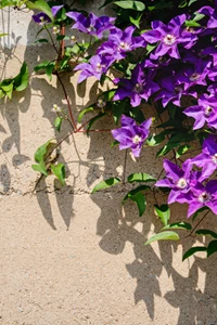 Vaste planten