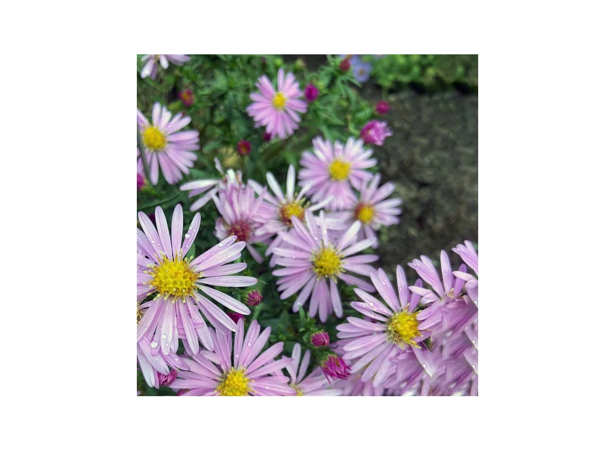 597.jpg
