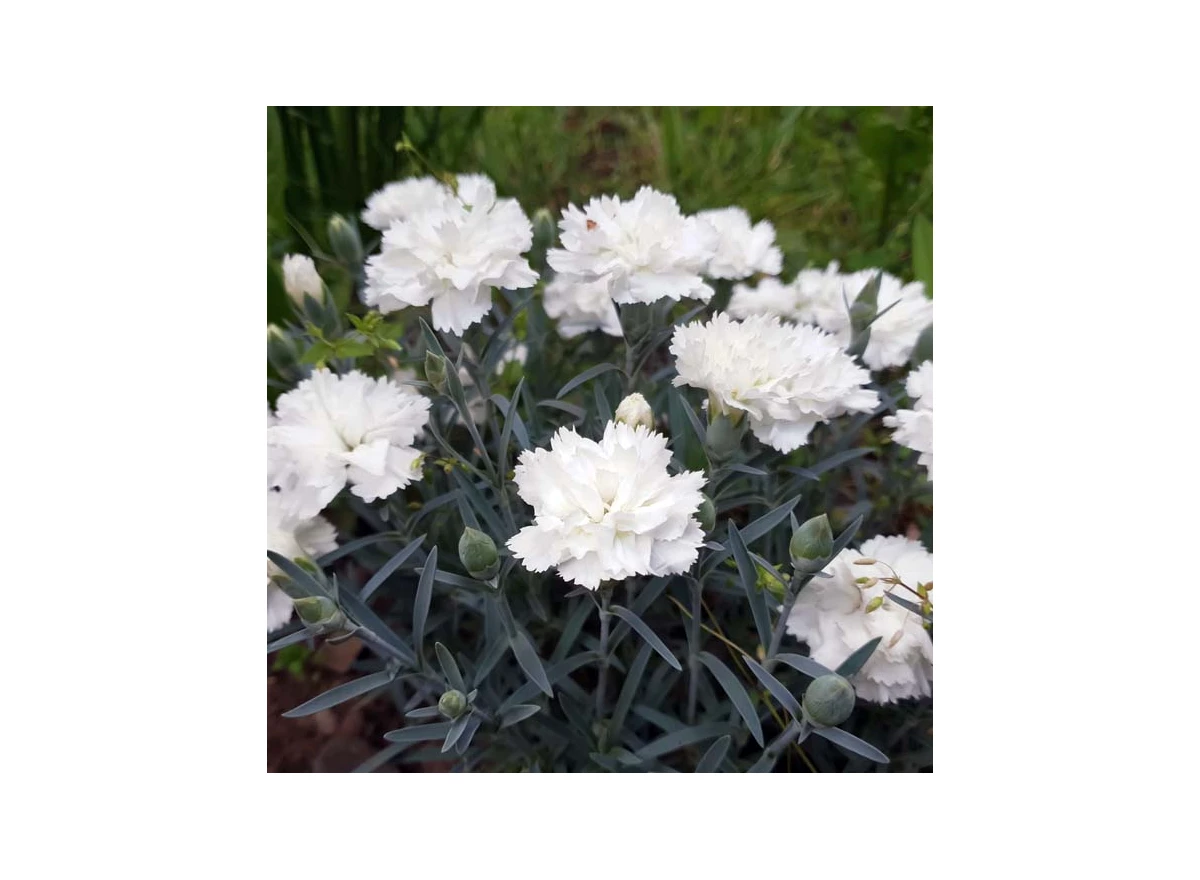1142.jpg
