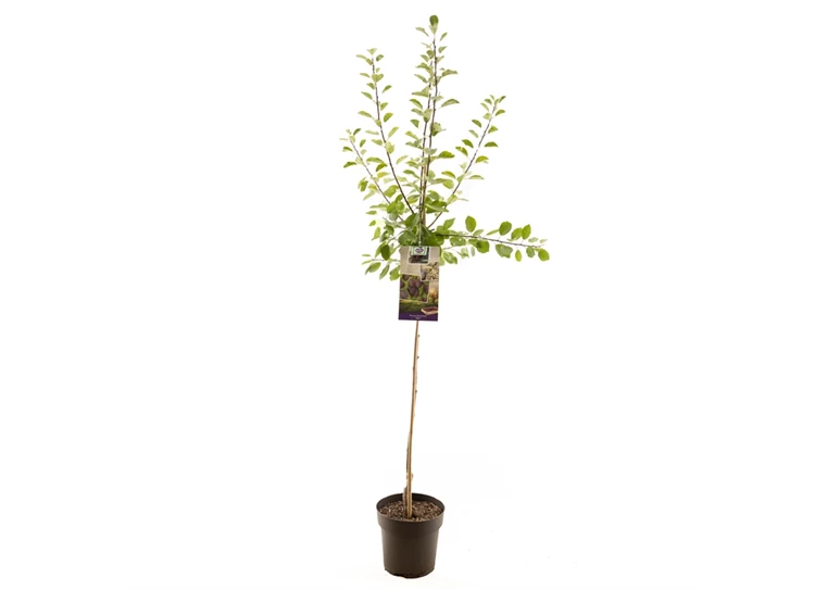 Prunus dom. Opal halfstam.jpg
