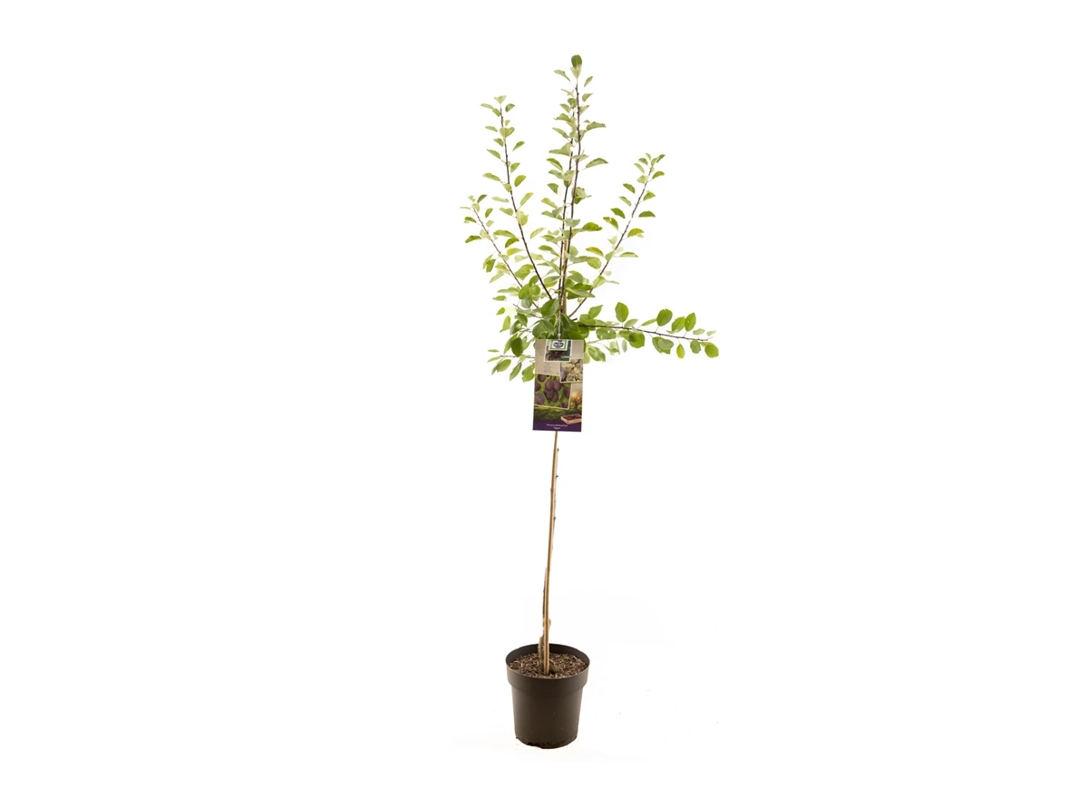 Prunus dom. Opal halfstam.jpg