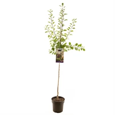 Prunus dom. Opal halfstam.jpg