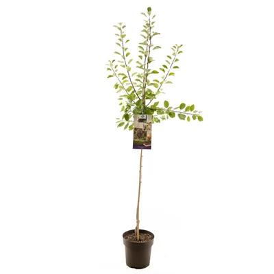 Prunus dom. Opal halfstam.jpg
