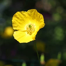 2852.jpg