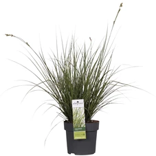 Carex brunnea Variegata.jpg