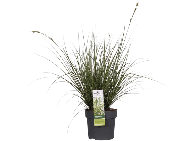 Carex brunnea Variegata.jpg