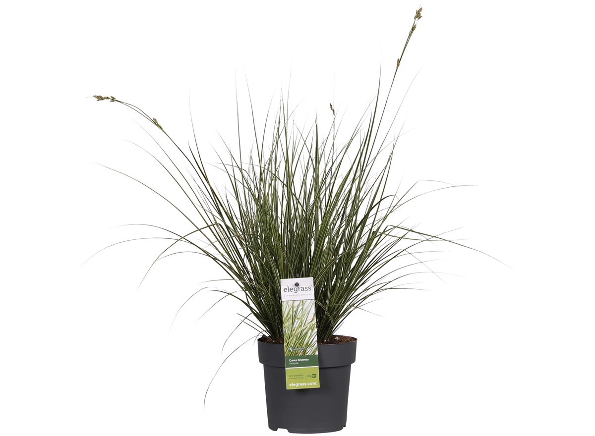 Carex brunnea Variegata.jpg