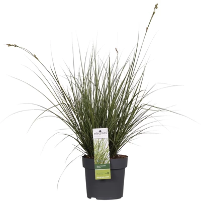 Carex brunnea Variegata.jpg