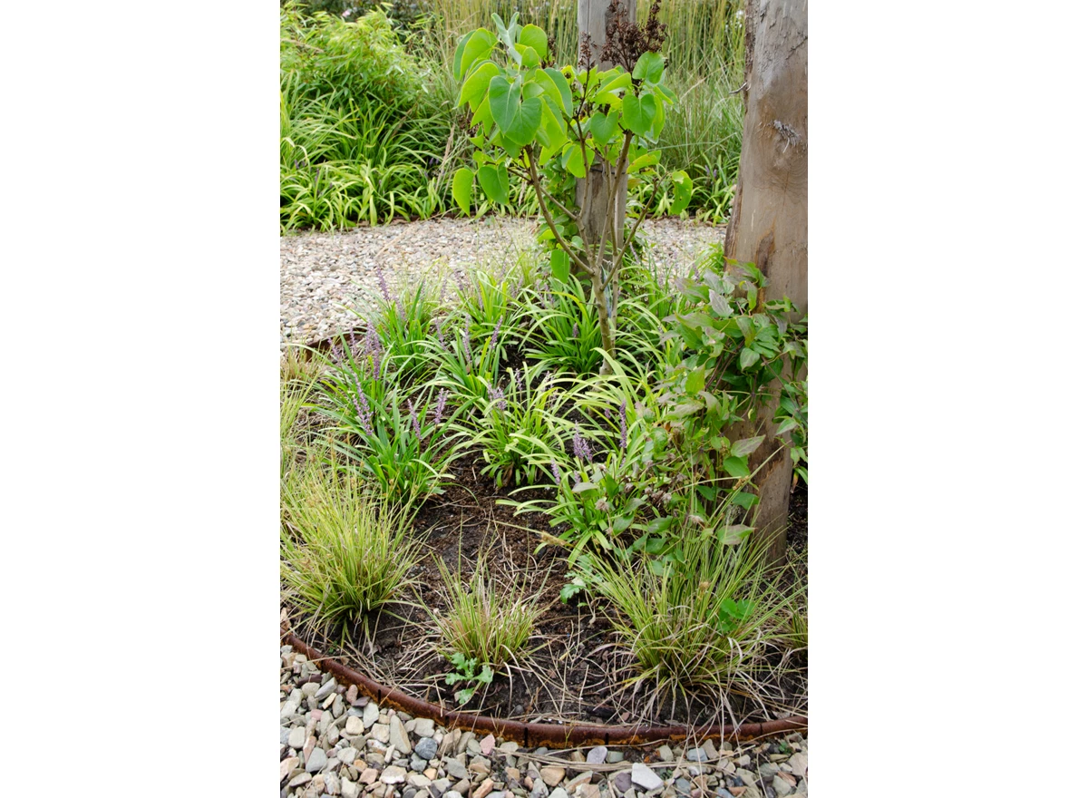Carex brunnea Variegata1.jpg