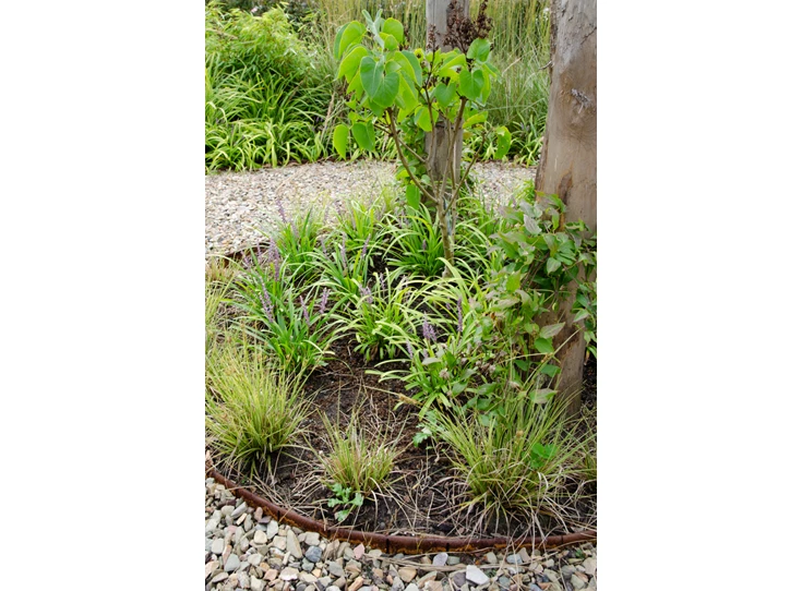 Carex brunnea Variegata1.jpg