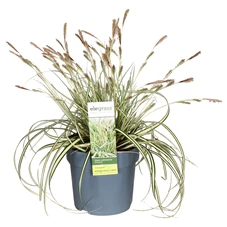 Carex-hachijoensis-Evergold.jpg