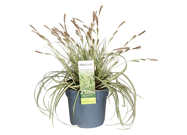 Carex-hachijoensis-Evergold.jpg
