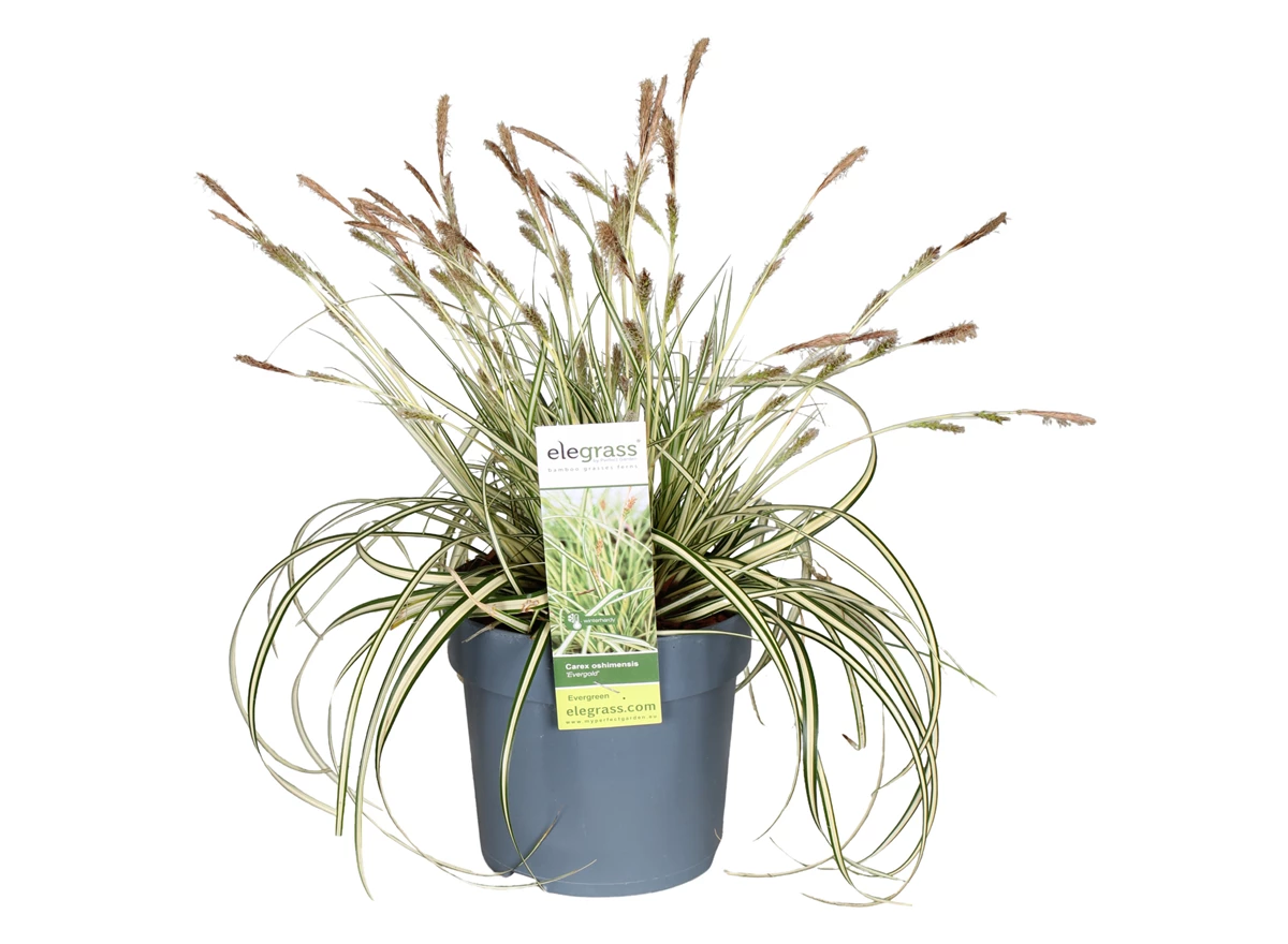 Carex-hachijoensis-Evergold.jpg