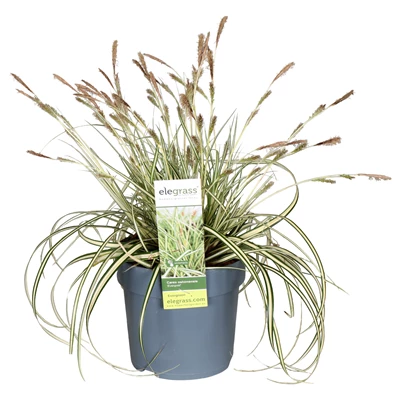Carex-hachijoensis-Evergold.jpg